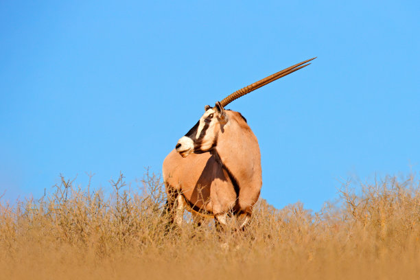 gemsbok