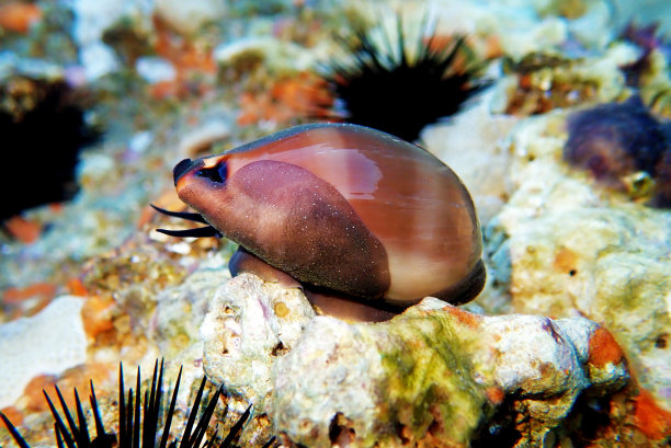 mollusk