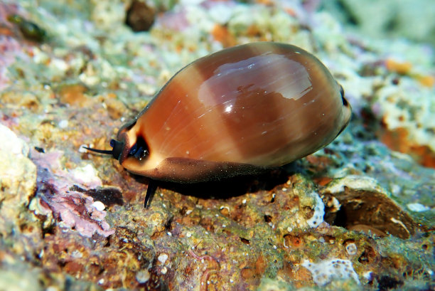 mollusk