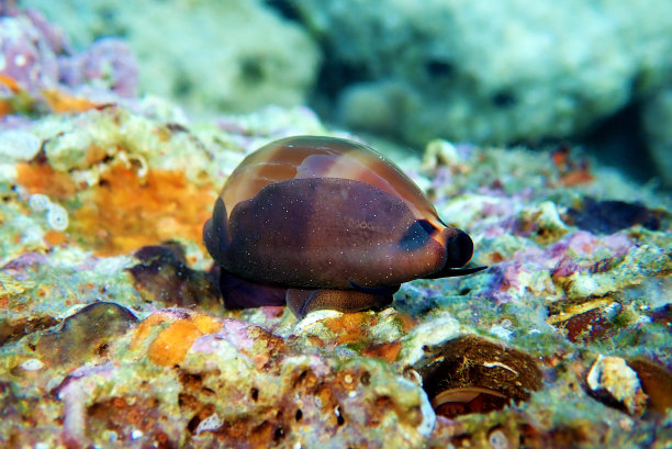 mollusk
