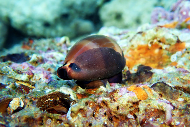 mollusk