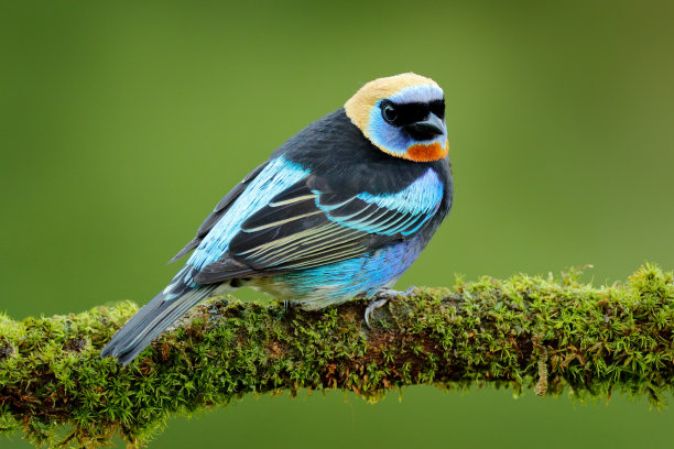ornithology