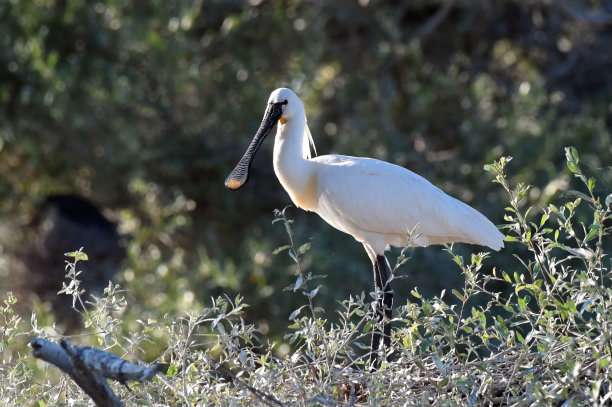 spoonbill