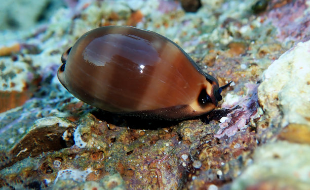 mollusk