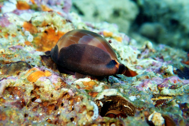 mollusk