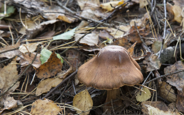 cortinarius