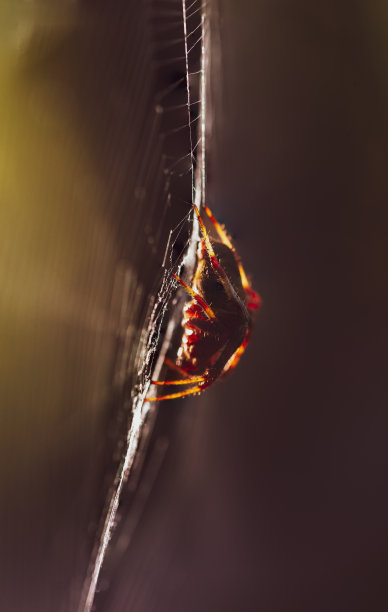 红web