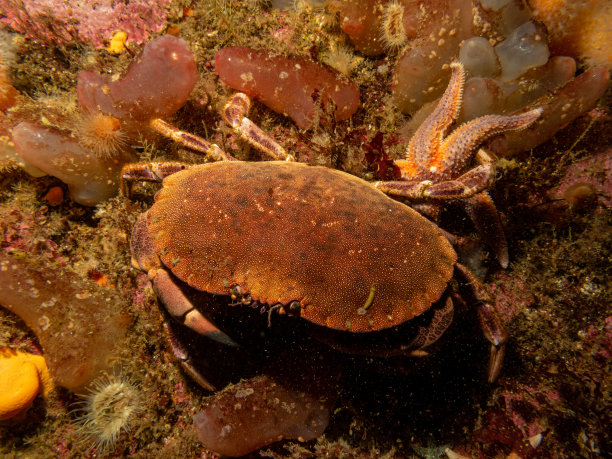 crustacean