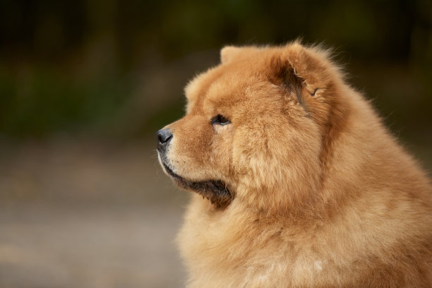 chow