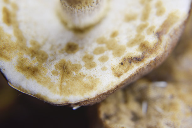 agaric