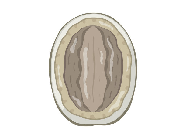 abalone