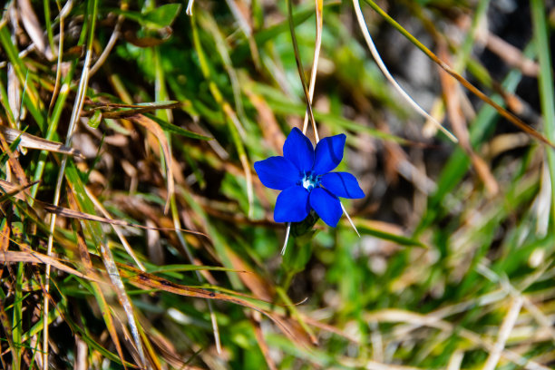 gentian