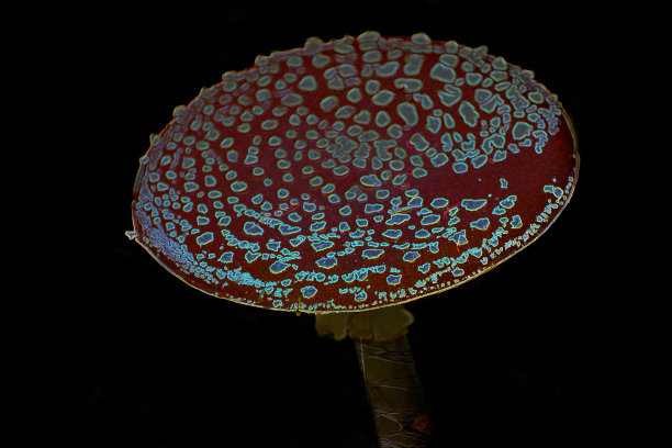 amanitaceae