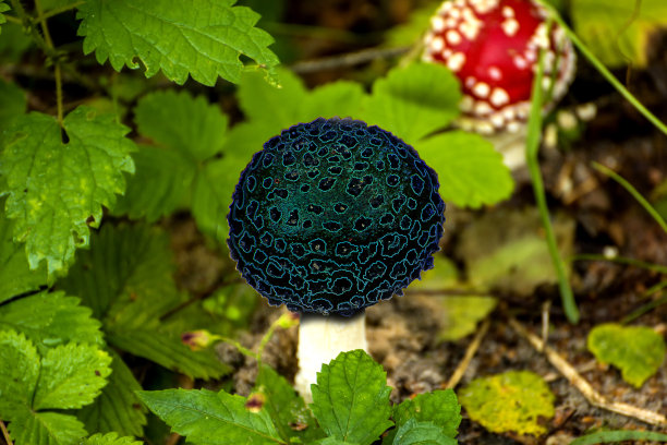 amanitaceae