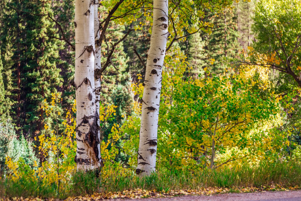 aspen