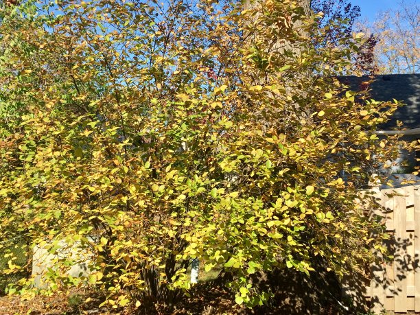 viburnum