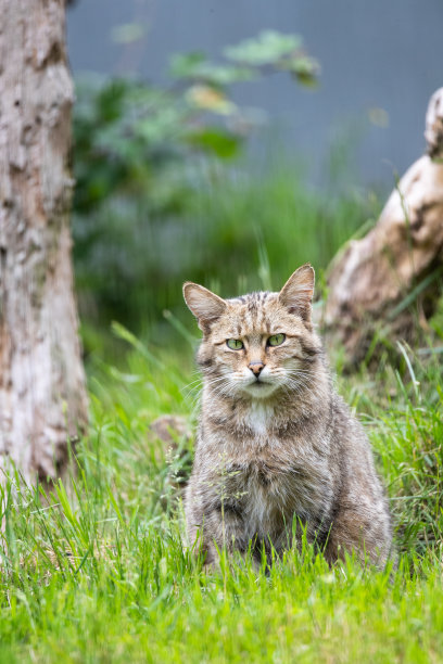 felis