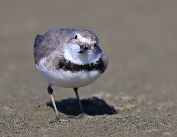 charadriiformes