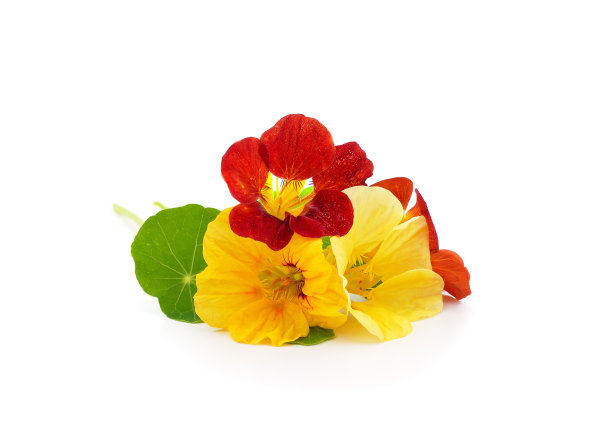 nasturtium