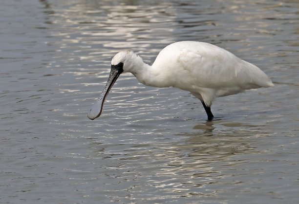 spoonbill
