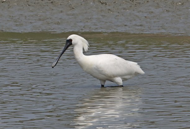 spoonbill