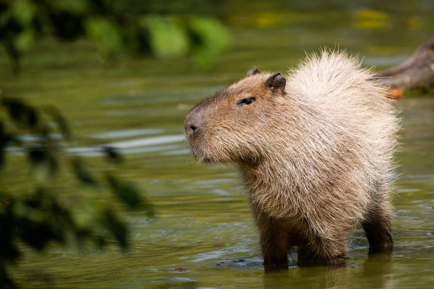 capybara