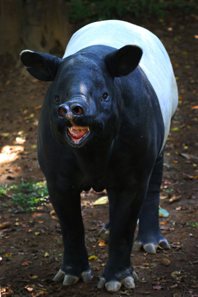 tapir