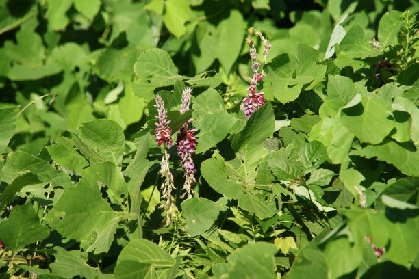 legume