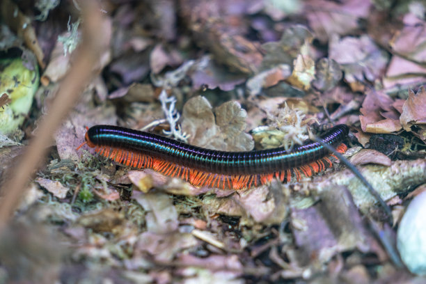 millipede
