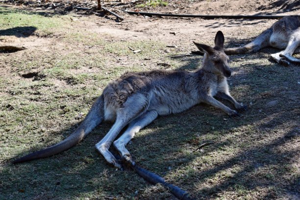 wallaroo