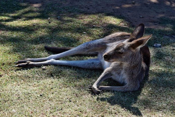 wallaroo