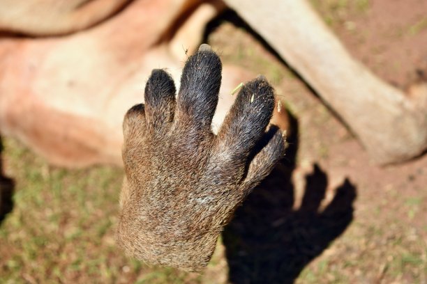 wallaroo