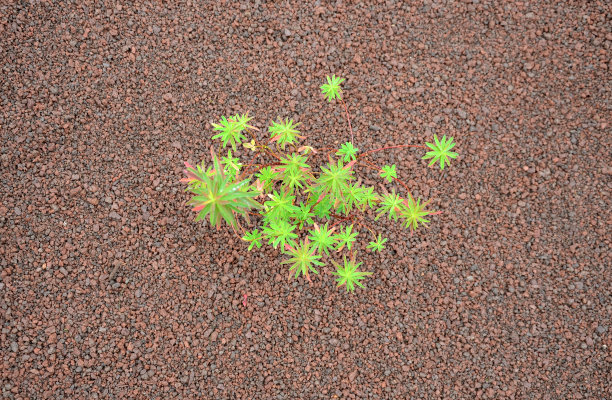 liatris