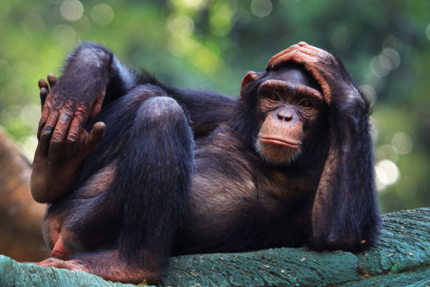 ape