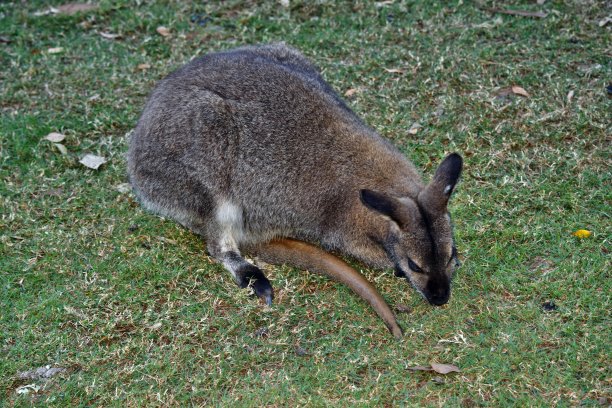 wallaroo