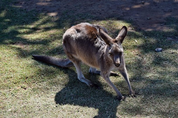wallaroo
