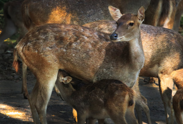 doe