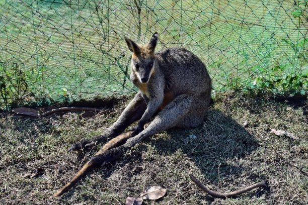 wallaroo