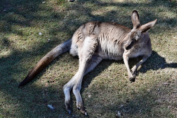 wallaroo