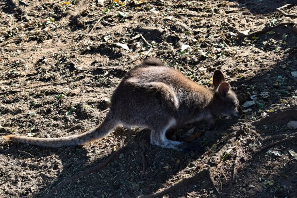 wallaroo
