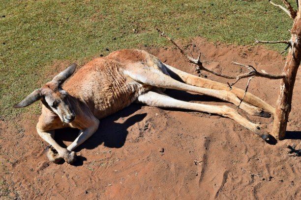 wallaroo