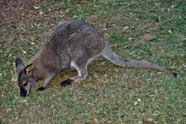 wallaroo