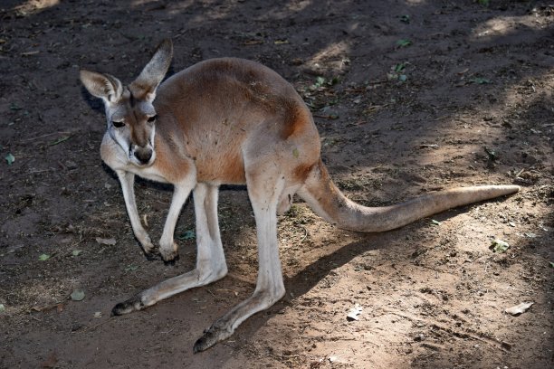 wallaroo
