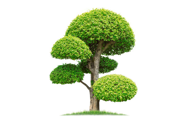 evergreen