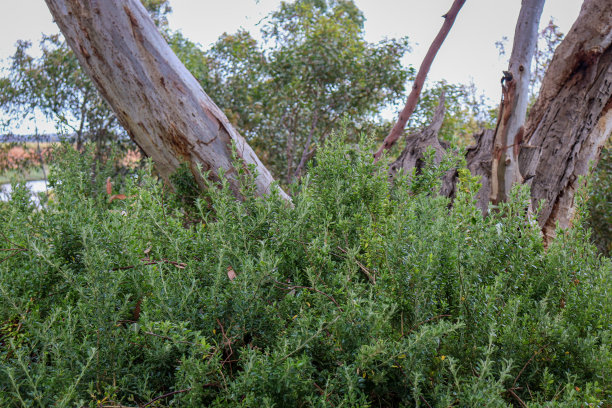 bushveld