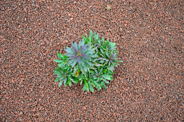 liatris