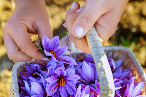 saffron