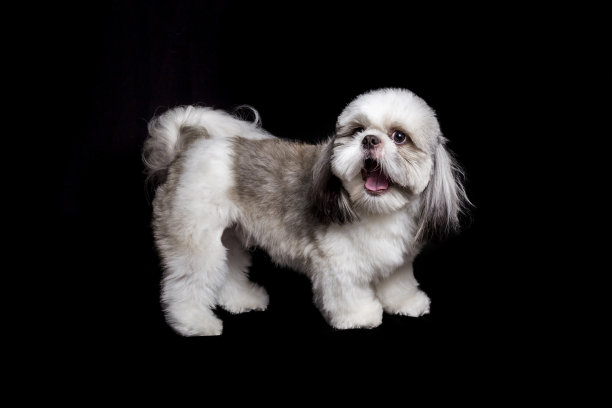 pedigree