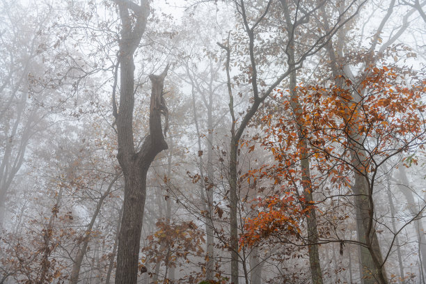 森林里的雾气