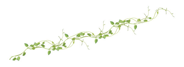 vitis